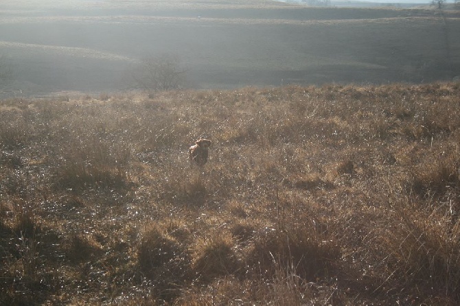 des Demons De Gergovie - IRELAND A LA BECASSINE