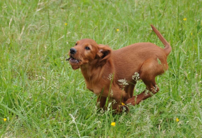 des Demons De Gergovie - Chiot mâle disponible